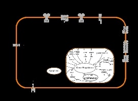Online quiz Cell Signalling and Transduction